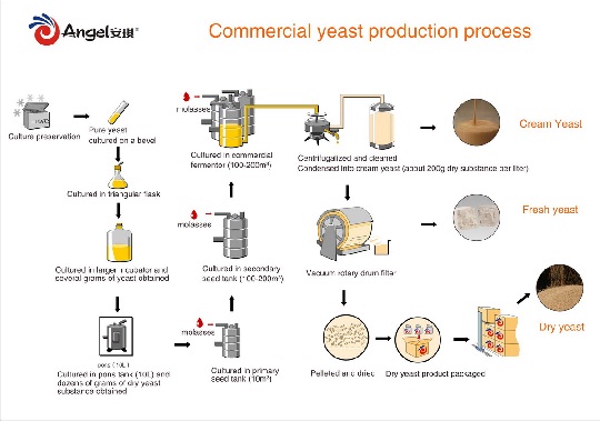 Commercial Yeast production process